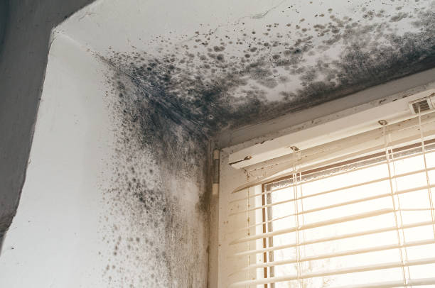 Affordable Mold Inspection And Testing solutions in Woodland, PA